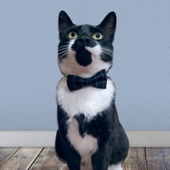 Other - 🍒 Gentleman's Plaid Bow or Tie Collar